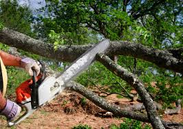 How Our Tree Care Process Works  in  Sykesville, MD